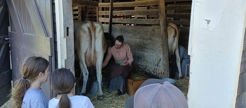 The Magic of Milking a Real Dairy Cow