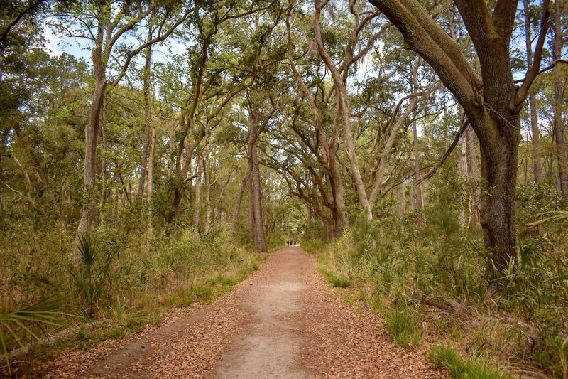 The Maritime Forest: A Living Canopy Worth Getting Lost In The Maritime Forest: A Living Canopy Worth Getting Lost In