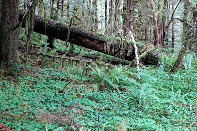 The Moss-Covered Forest Floor and Its Quiet Magic
