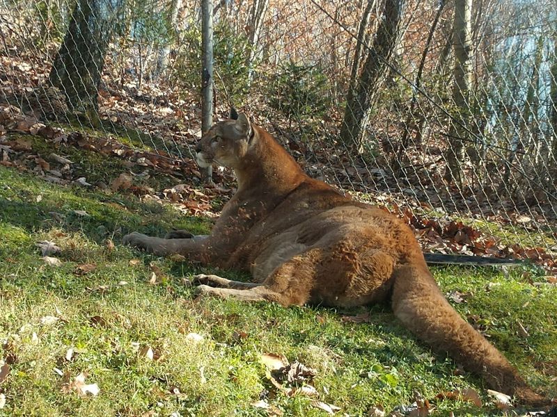The Mountain Lions That Came From Columbus