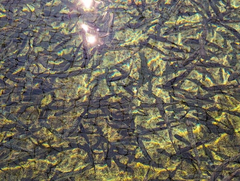 The Nursery Tanks, Where Baby Fish Begin