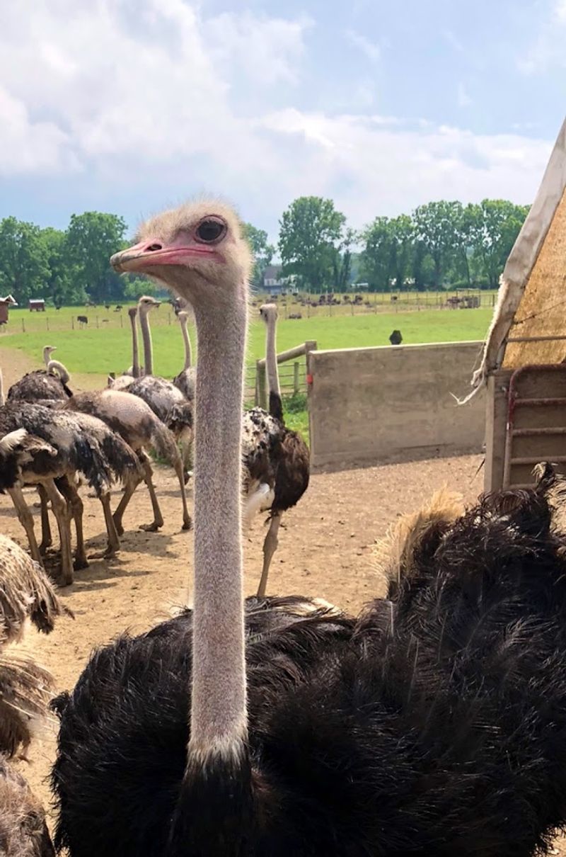 The Ostriches That Stop You Cold In Your Tracks