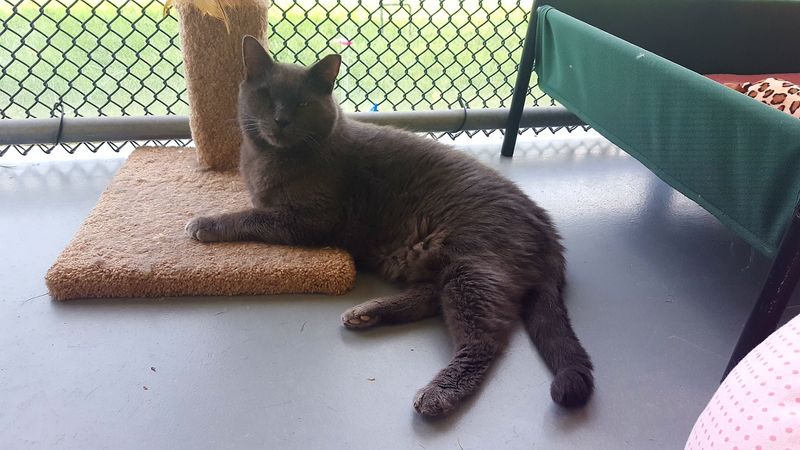 The Outdoor Enclosures Cats Actually Love The Outdoor Enclosures Cats Actually Love
