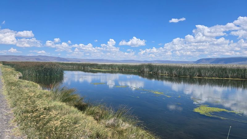 The Pacific Flyway: A Highway in the Sky