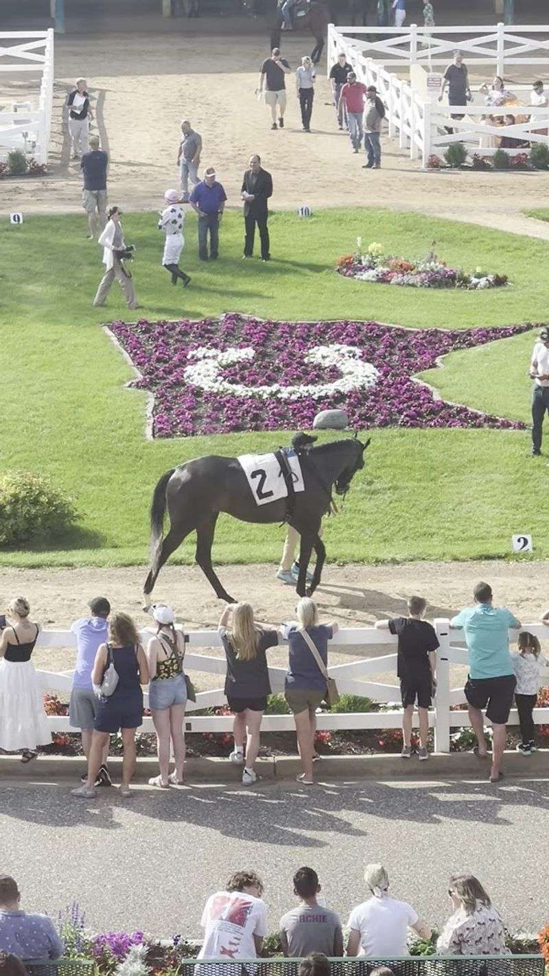 The Paddock Area and Up-Close Horse Access