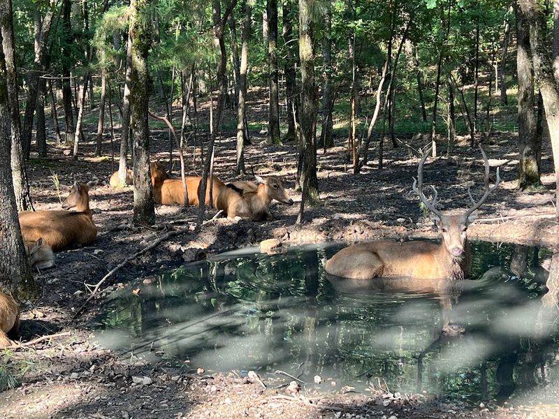 The Park's Forest Setting and Natural Beauty The Park's Forest Setting and Natural Beauty