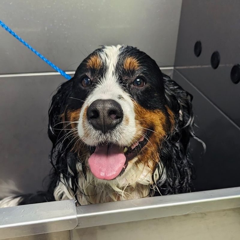 The Pet Spa That Makes Grooming Feel Like a Treat