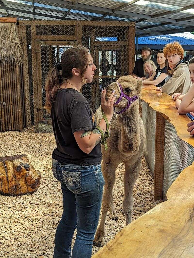 The Petting Zoo Area and Nursery Animals