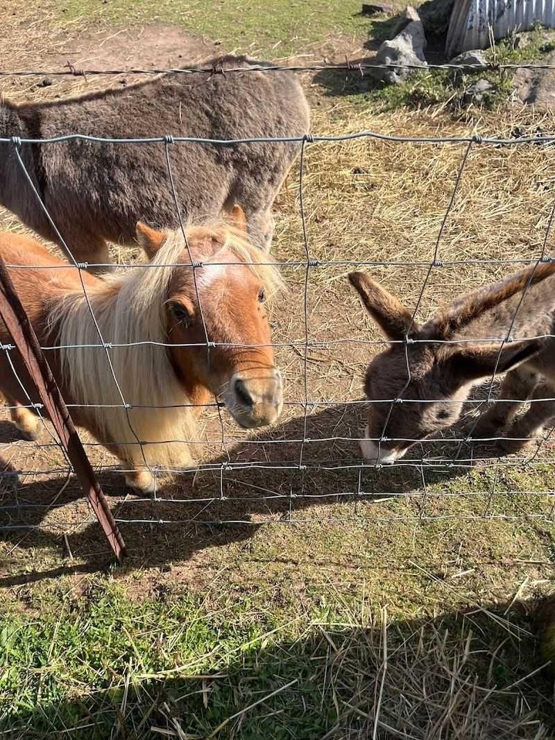 The Petting Zoo That Steals Hearts