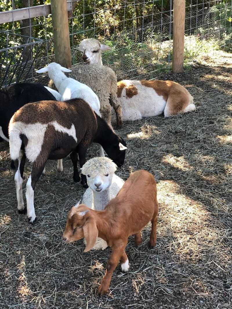 The Petting Zoo and Family-Friendly Atmosphere The Petting Zoo and Family-Friendly Atmosphere