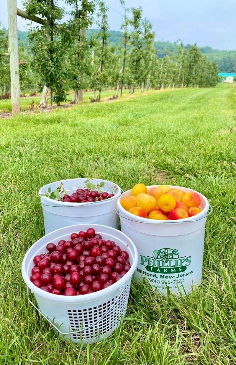 The Phillips Farms Bucket System and How It Works The Phillips Farms Bucket System and How It Works