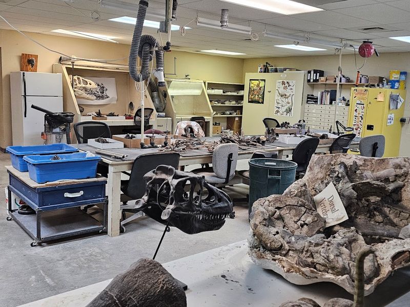 The Preparation Lab: Where Fossils Get Their Second Life