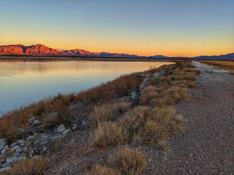 The Pupfish: Tiny Survivors of a Vanished Sea