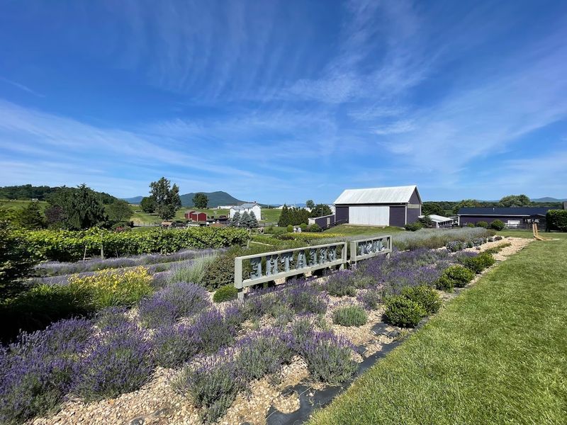 The Purple WOLF Vineyard and Farm Tasting Experience