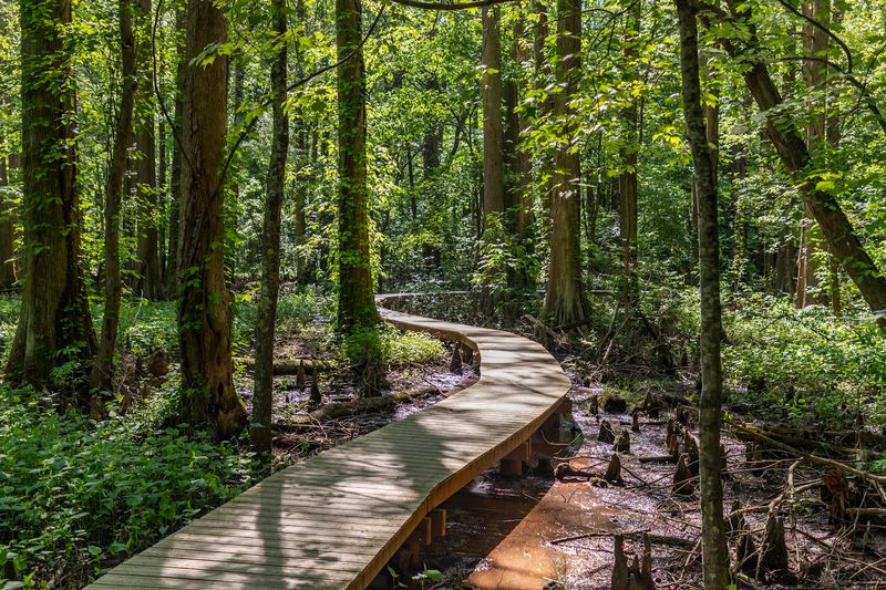 The Quarter-Mile Boardwalk Loop and What Makes It Special