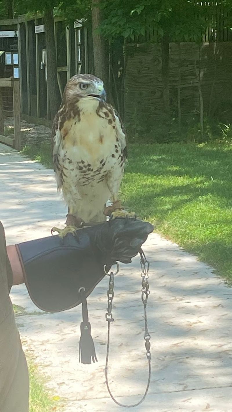 The Raptor Center: Getting Eye-Level With Birds of Prey