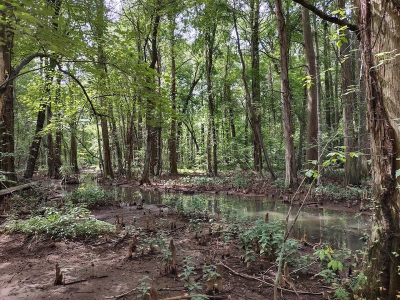The Rare Wildlife Hidden in the Swamp's Quiet Corners