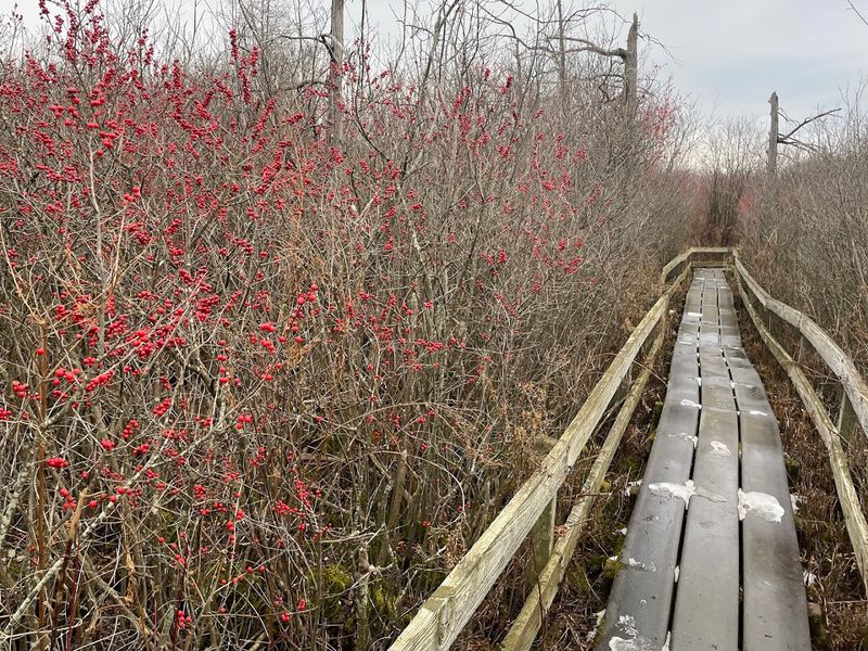 The Rare and Unusual Plants You Will Find Here