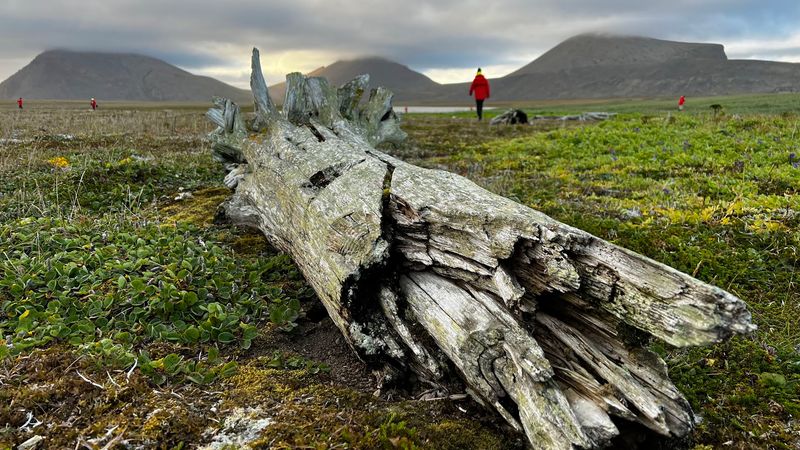 The Reindeer That Ate an Island