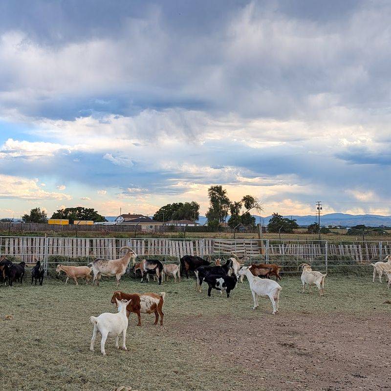 The Rescued Goats: Personalities Packed Into Every Pen The Rescued Goats: Personalities Packed Into Every Pen