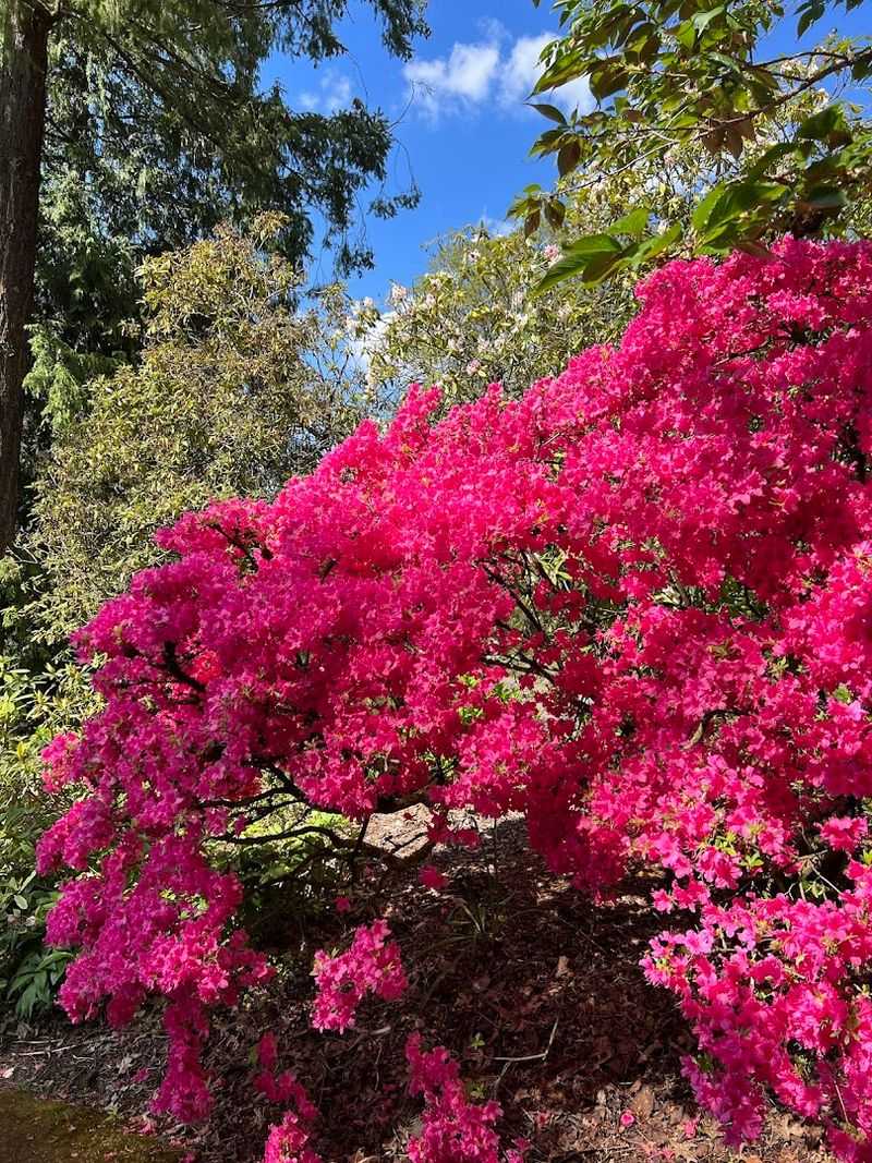 The Rhododendron Blooms That Stop You in Your Tracks The Rhododendron Blooms That Stop You in Your Tracks