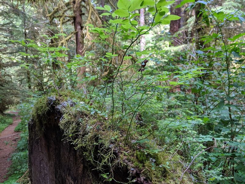 The Role of Nurse Logs in the Ancient Forest