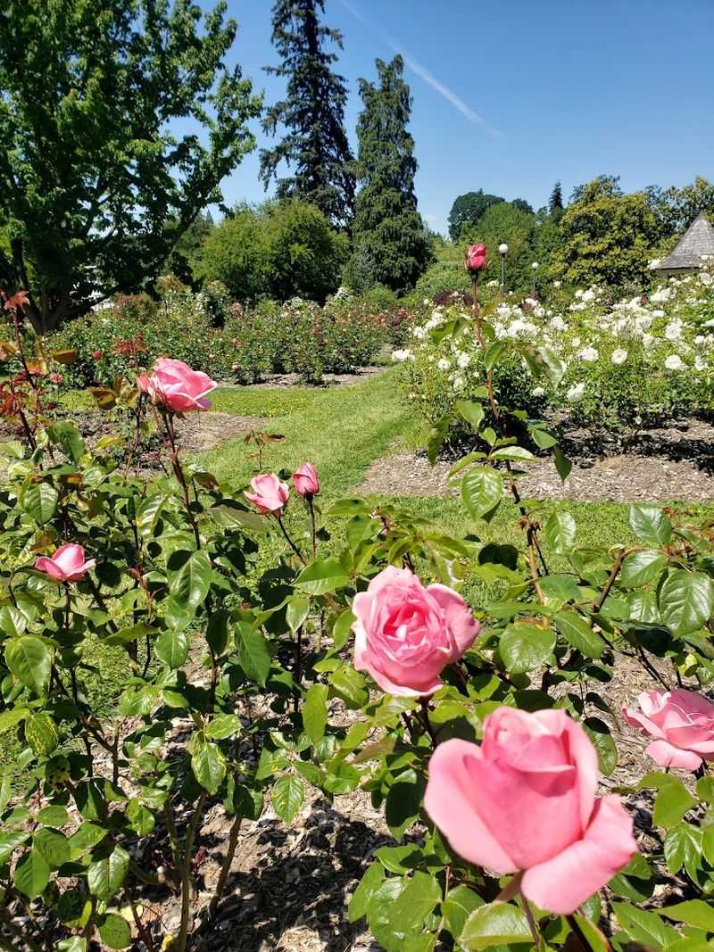 The Rose Garden That Stops You in Your Tracks