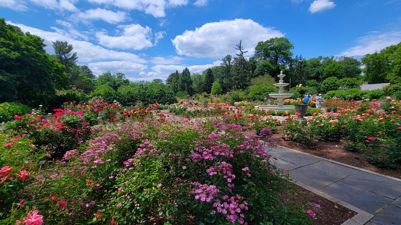 The Rudolf W. van der Goot Rose Garden The Rudolf W. van der Goot Rose Garden