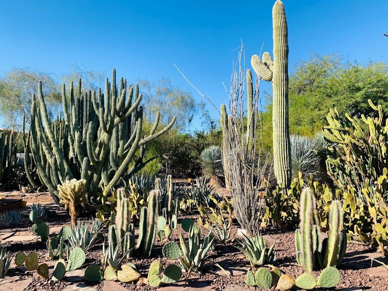 The Saguaros That Completely Steal The Show The Saguaros That Completely Steal The Show