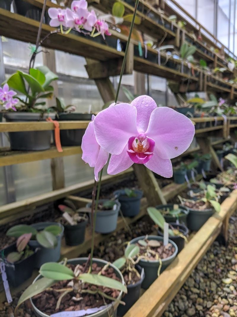 The Samuel Jones Orchid Conservatory