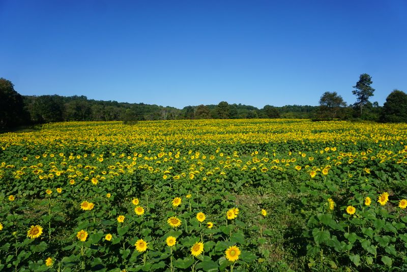 The Scale of the Sunflower Maze Will Genuinely Surprise You