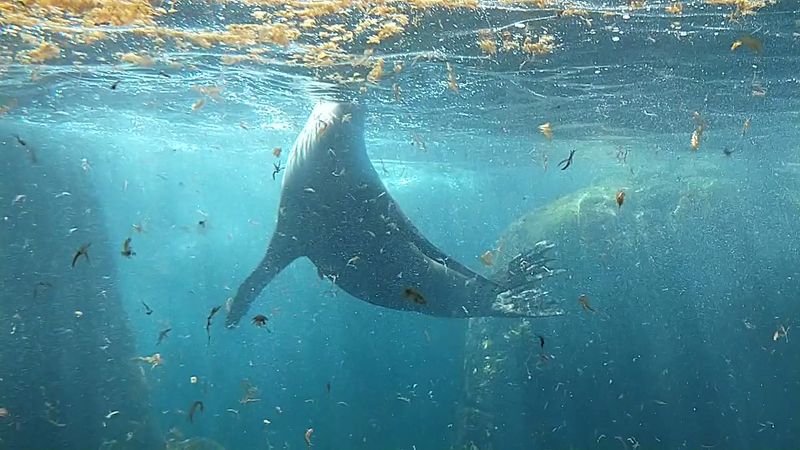 The Seal and Sea Lion Habitat