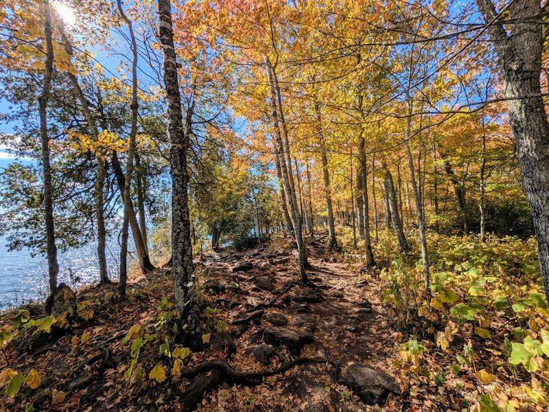 The Shoreline Trail Through the Forest