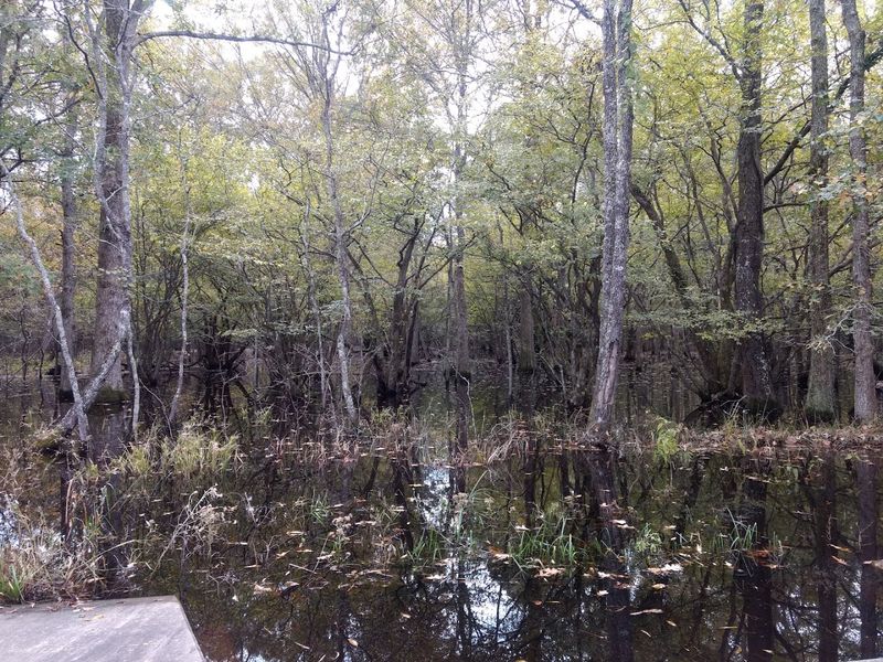 The State Champion Bald Cypress and 11 Record Trees