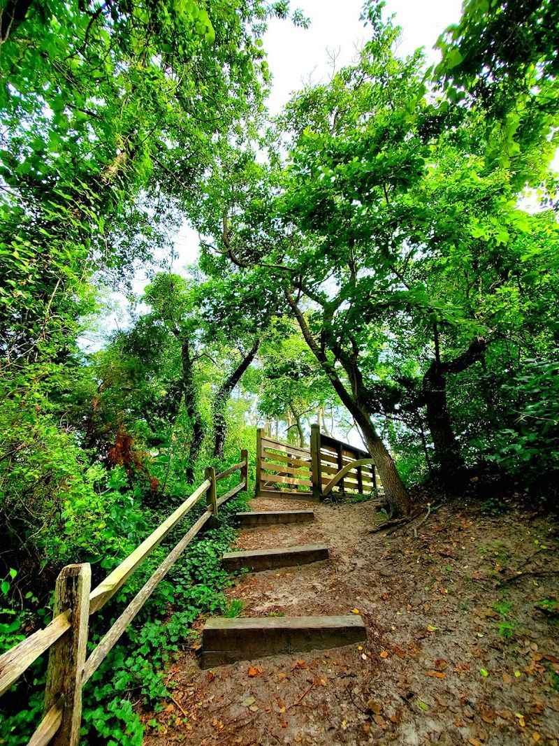 The Stone Harbor Bird Sanctuary and Its Unexpected Magic The Stone Harbor Bird Sanctuary and Its Unexpected Magic