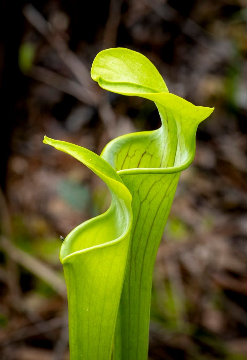 The Sundew Trail: Carnivorous Plants in the Savannah The Sundew Trail: Carnivorous Plants in the Savannah
