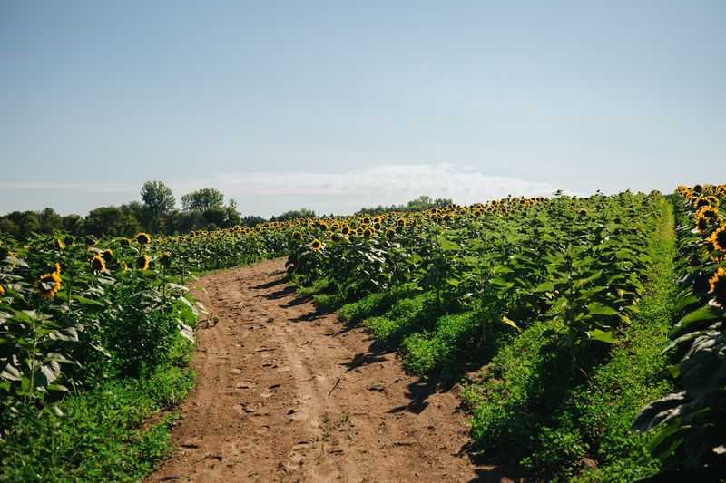 The Sunflower Fields That Make You Stop and Stare