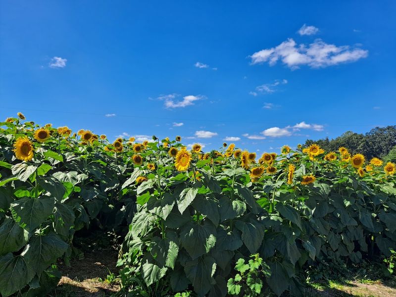 The Sunflower Fields That Stop You in Your Tracks