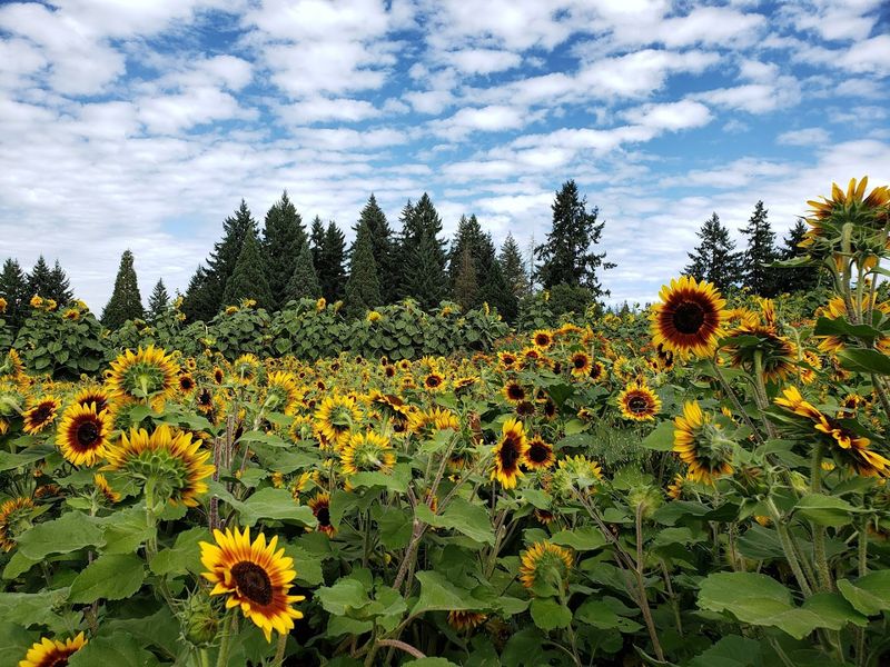 The Sunflower Fields in Full Bloom