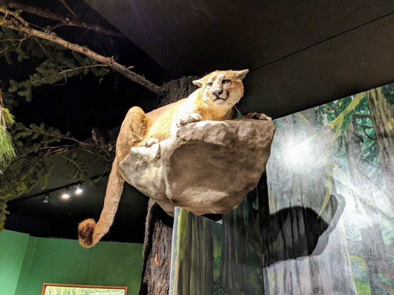 The Taxidermy Collection That Startles and Amazes