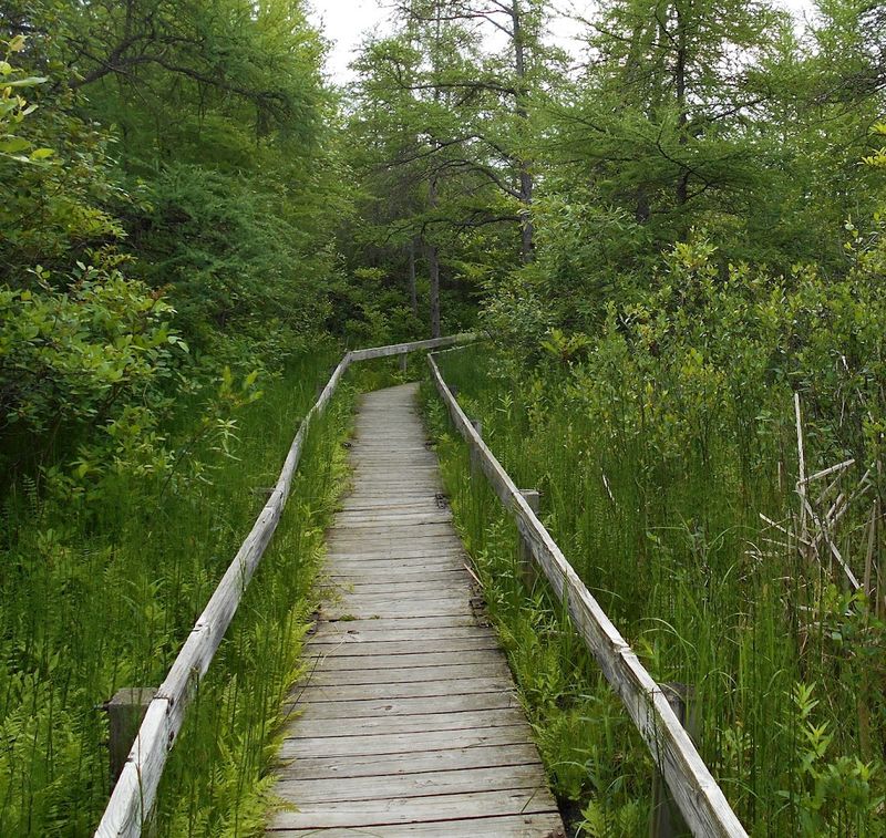 The Trails, Boardwalks, and What to Expect on Your Visit