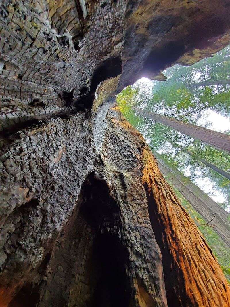 The Trees Make Everybody Look Up