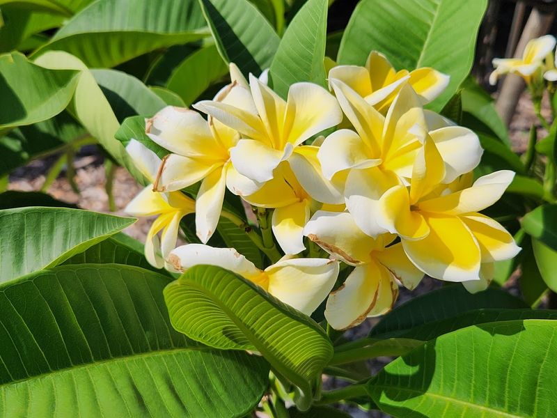 The Tropical Plumeria Garden