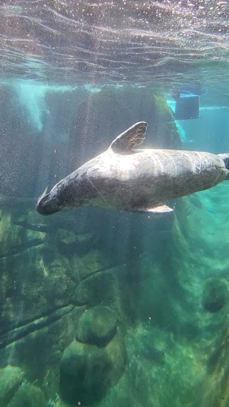 The Undisputed Stars of the Aquarium