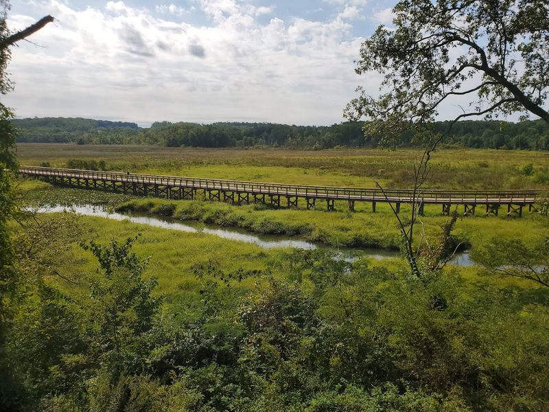 The Wetland Ecosystem Doing Its Quiet Magic