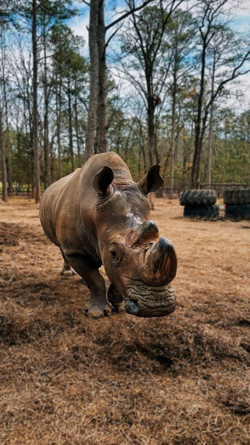 The White Rhino Encounter The White Rhino Encounter