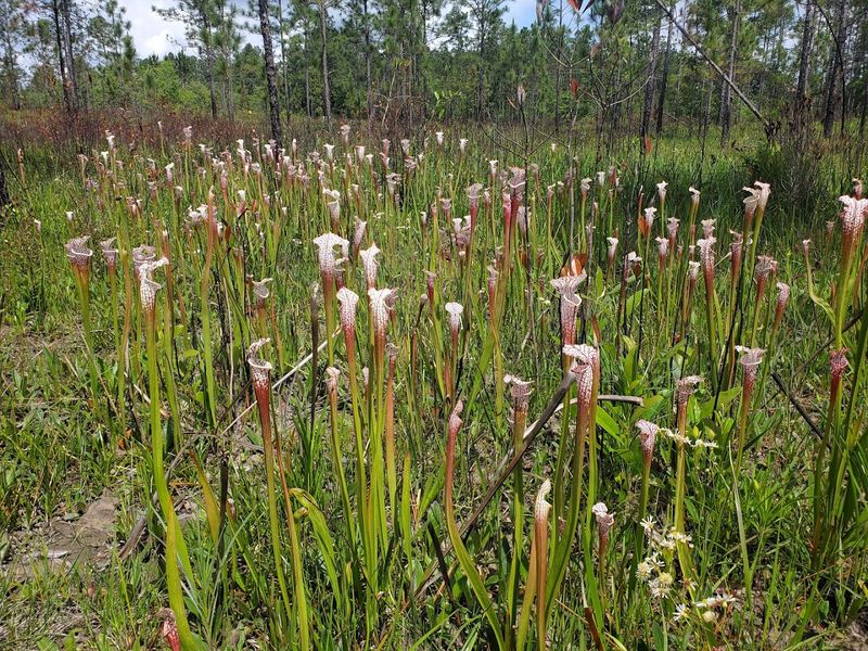 The White Topped Pitcher Plants Steal The Show