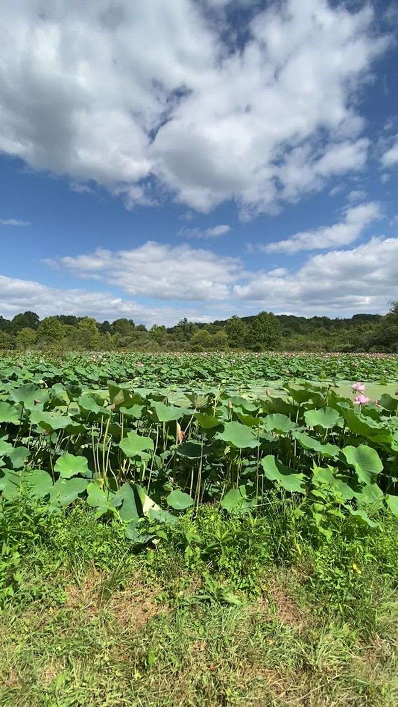 The Wildlife Management Area That Surrounds the Mystery
