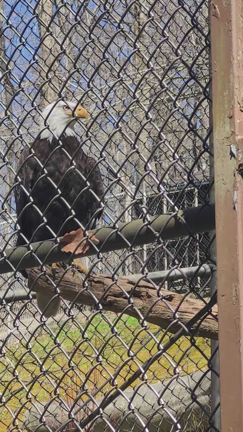 The Wolves, Eagles, and Other Native Wildlife on Display