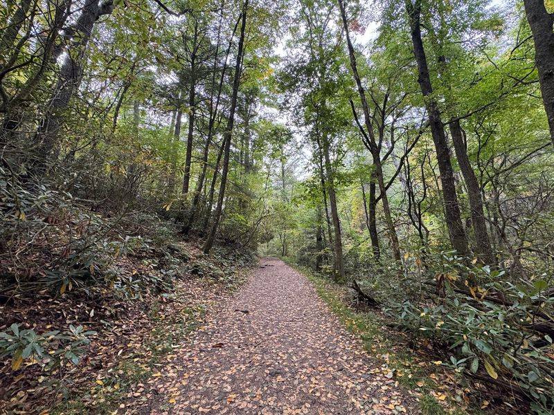 The Woods Feel Like They Are In On It The Woods Feel Like They Are In On It